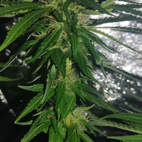 OG Kush growlog timeline photo
