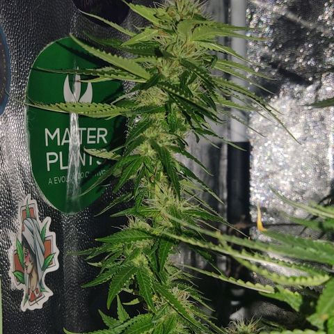 OG Kush growlog timeline photo