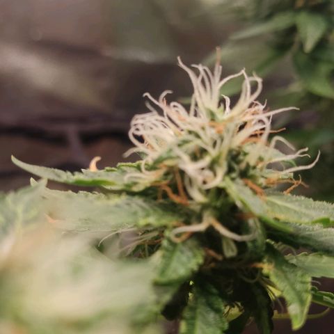 OG Kush growlog timeline photo
