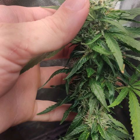 OG Kush growlog timeline photo