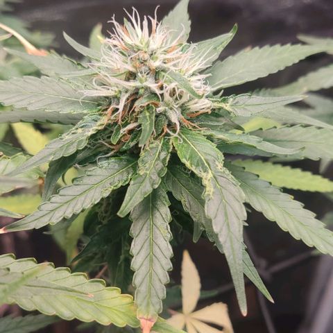 OG Kush growlog timeline photo