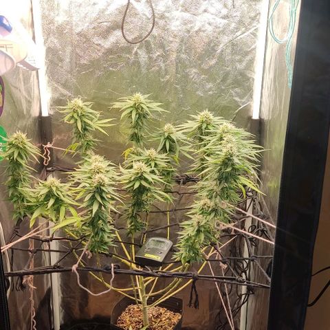 OG Kush growlog timeline photo