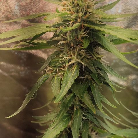 OG Kush growlog timeline photo