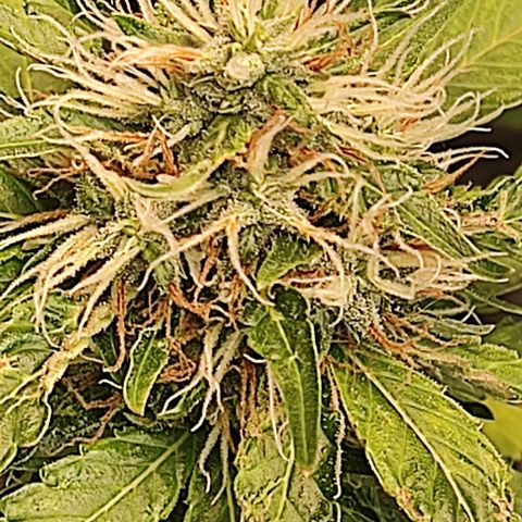 OG Kush growlog timeline photo