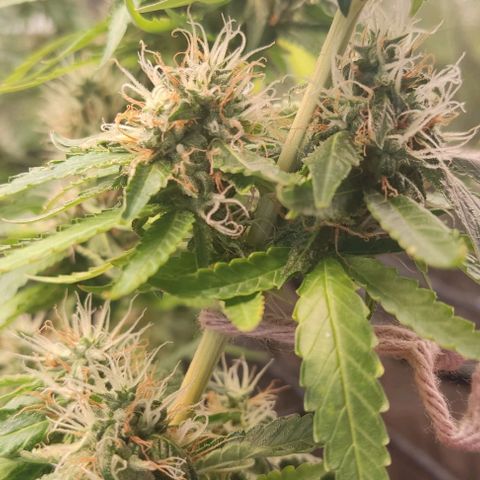 OG Kush growlog timeline photo