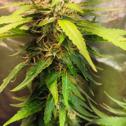 OG Kush growlog timeline photo