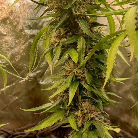 OG Kush growlog timeline photo