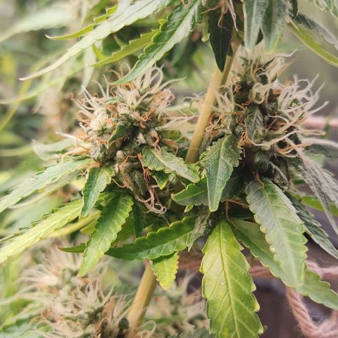 OG Kush growlog timeline photo