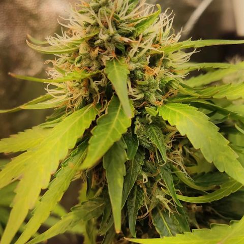 OG Kush growlog timeline photo