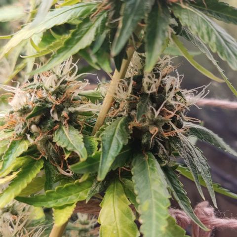 OG Kush growlog timeline photo