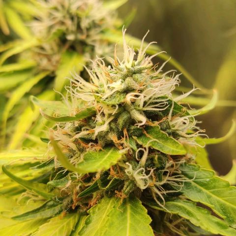 OG Kush growlog timeline photo