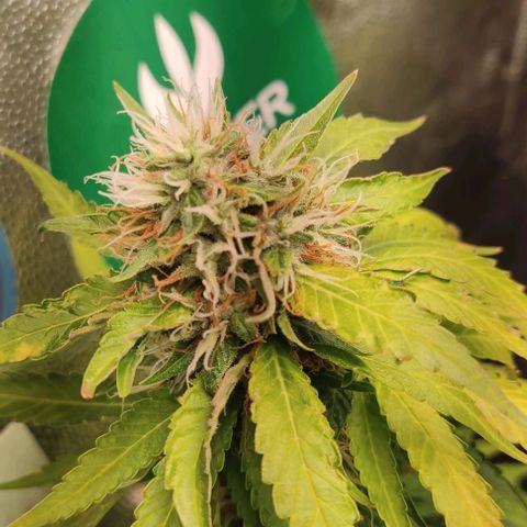 OG Kush growlog timeline photo