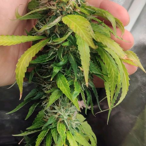 OG Kush growlog timeline photo