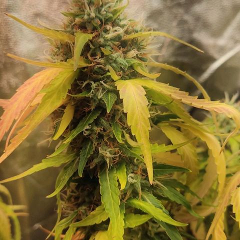 OG Kush growlog timeline photo