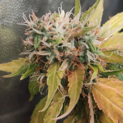 OG Kush growlog timeline photo