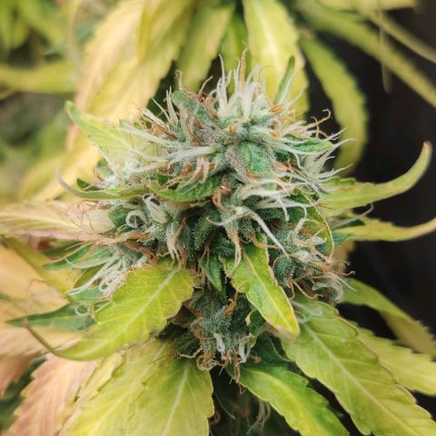 OG Kush growlog timeline photo