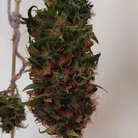 OG Kush growlog timeline photo