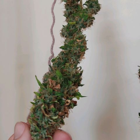OG Kush growlog timeline photo