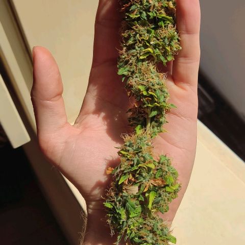 OG Kush growlog timeline photo