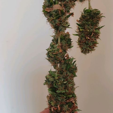 OG Kush growlog timeline photo