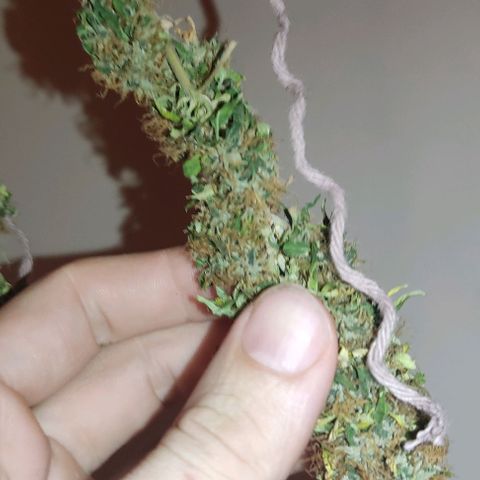 OG Kush growlog timeline photo