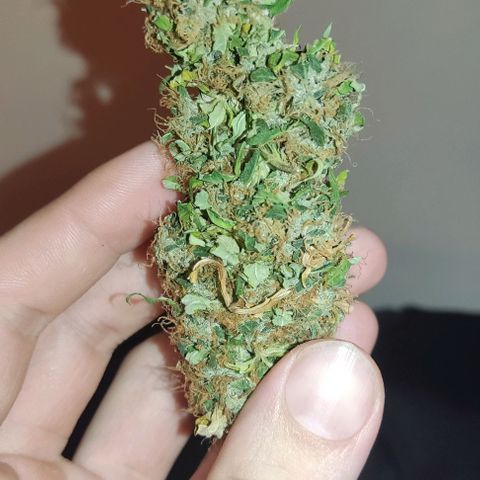 OG Kush growlog timeline photo