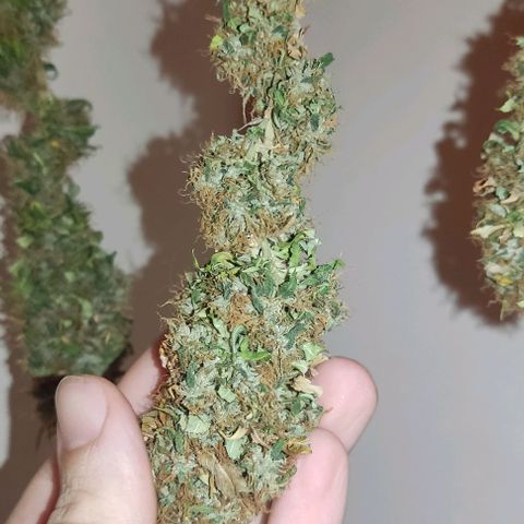OG Kush growlog timeline photo