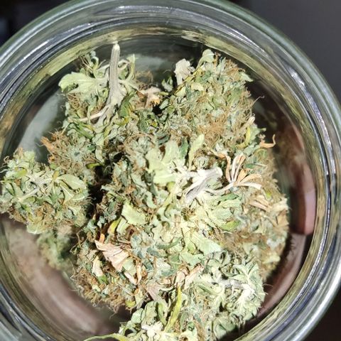 OG Kush growlog timeline photo