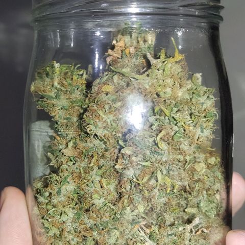 OG Kush growlog timeline photo