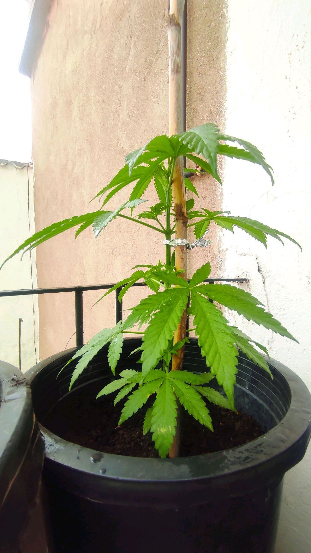 Appel cbd 2 growlog header