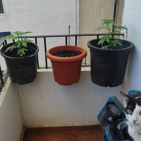 Appel cbd 2 growlog photo