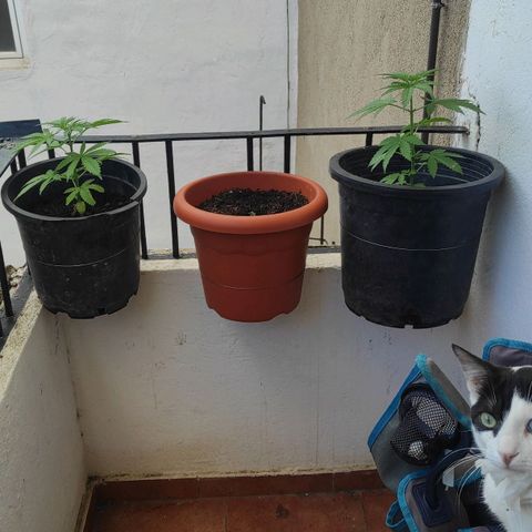 Appel cbd 2 growlog photo