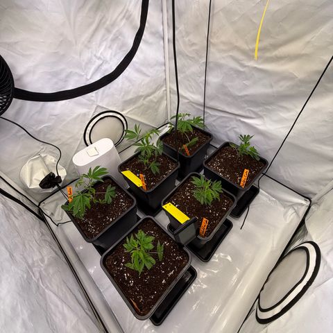 Wedding Cake growlog timeline photo