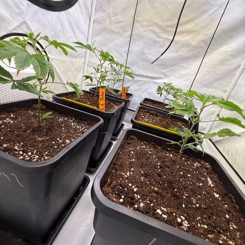 Wedding Cake growlog timeline photo