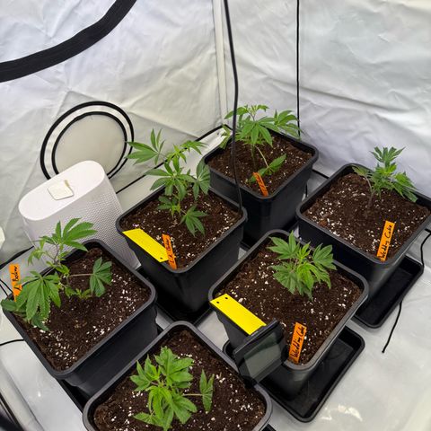Wedding Cake growlog timeline photo