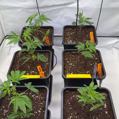 Wedding Cake growlog timeline photo