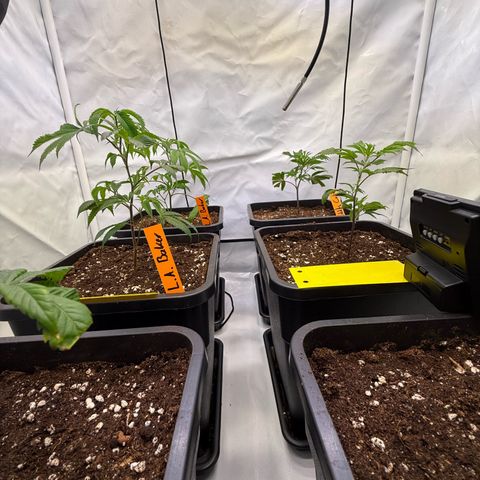 Wedding Cake growlog timeline photo