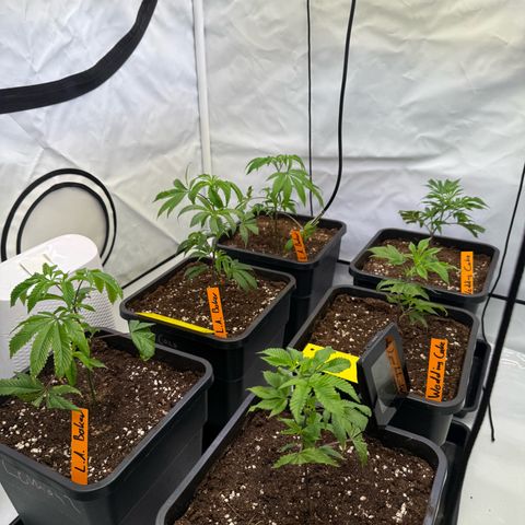 Wedding Cake growlog timeline photo