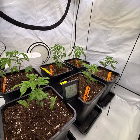Wedding Cake growlog timeline photo
