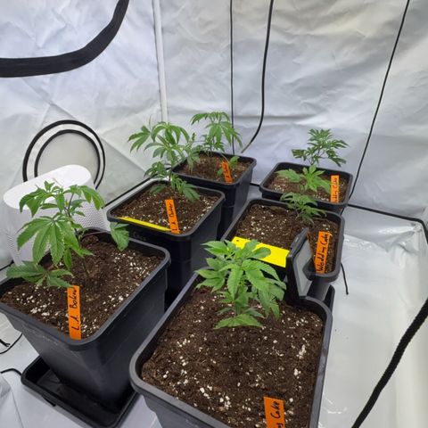 Wedding Cake growlog timeline photo