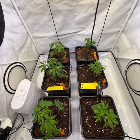 Wedding Cake growlog timeline photo