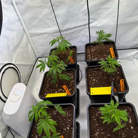 Wedding Cake growlog timeline photo