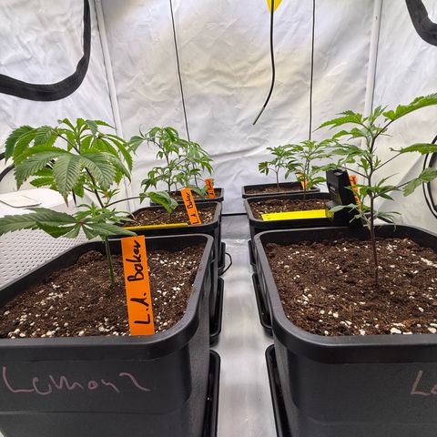 Wedding Cake growlog timeline photo