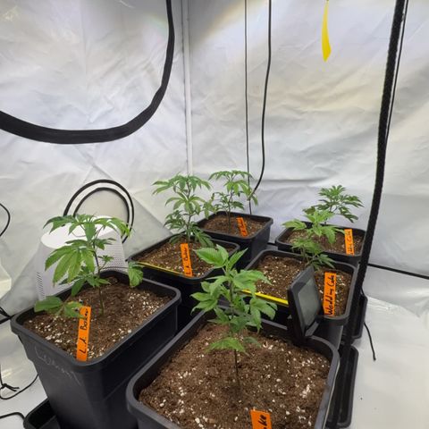 Wedding Cake growlog timeline photo