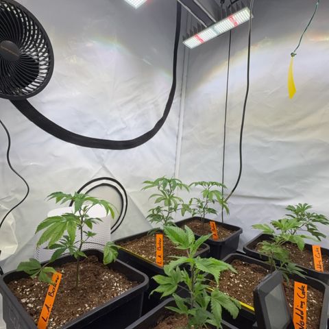 Wedding Cake growlog timeline photo