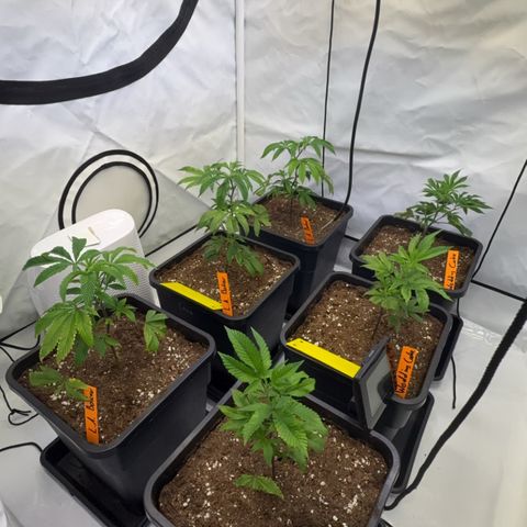 Wedding Cake growlog timeline photo