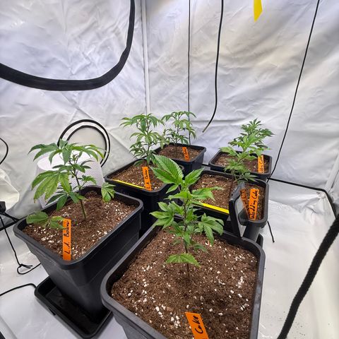 Wedding Cake growlog timeline photo