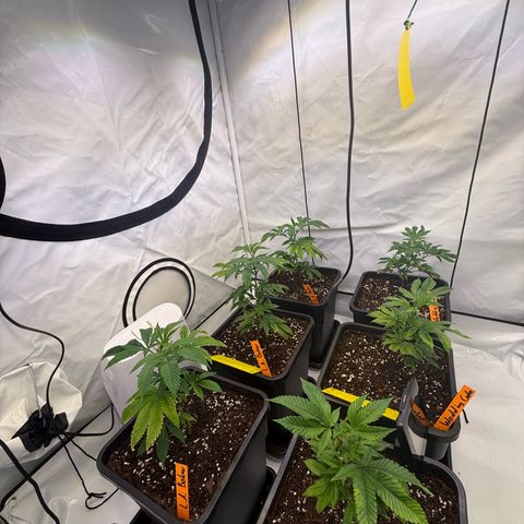Wedding Cake growlog timeline photo