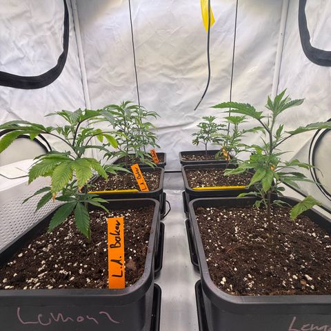 Wedding Cake growlog timeline photo