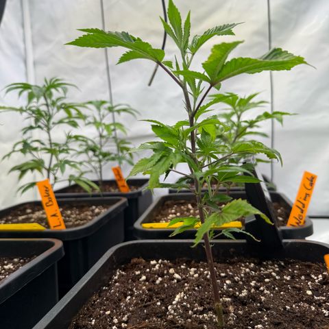 Wedding Cake growlog timeline photo